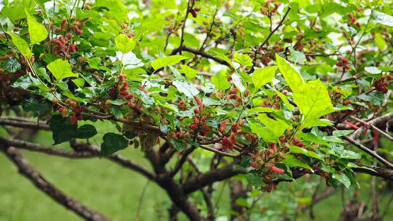Branches of a mulberry tree covered in green leaves and red berries