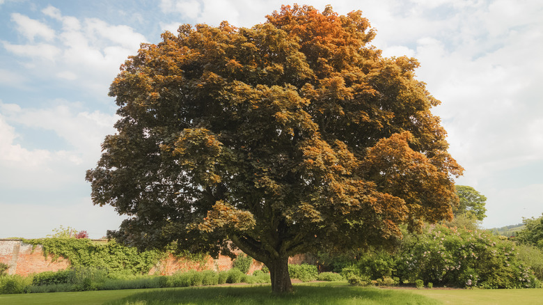 A large Norway maple tree with orange-brown leaves