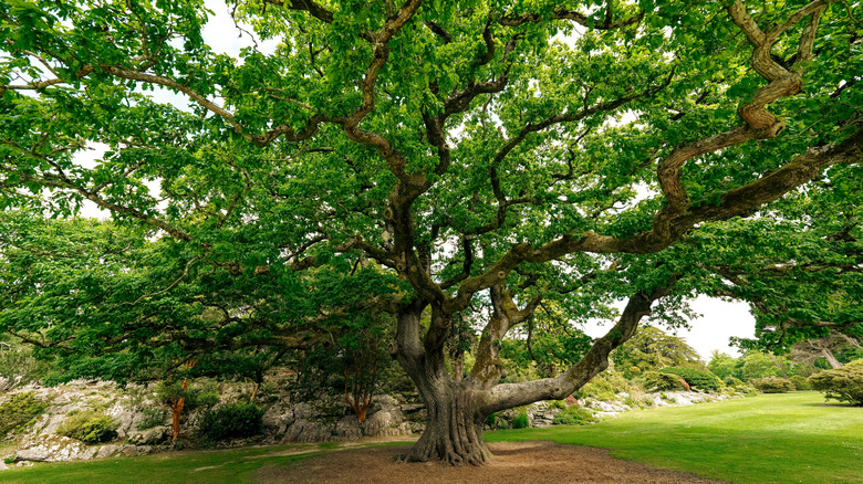A large oak tree with far-reaching branches and green leaves