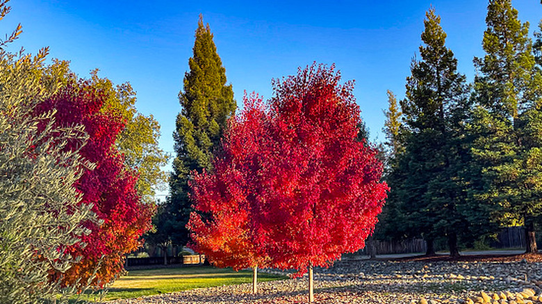 Two red maple trees in a wooded area