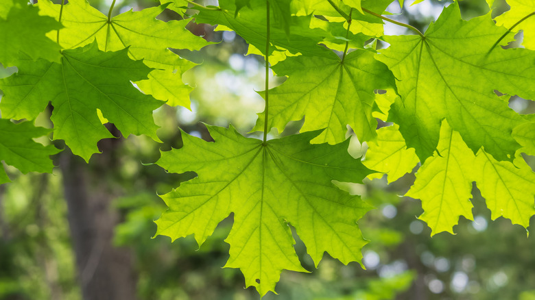 Leaves on a silver maple tree