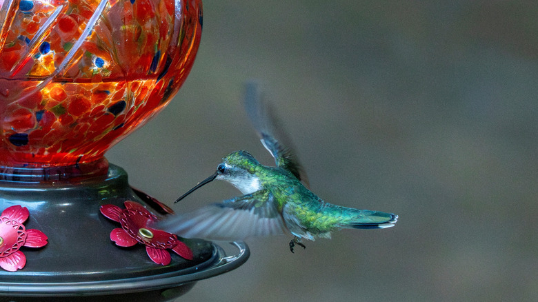 hummingbird feeding from a glass hummingbird feeder