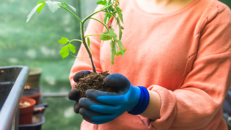 Gardener with blue gloves transplanting a tomato