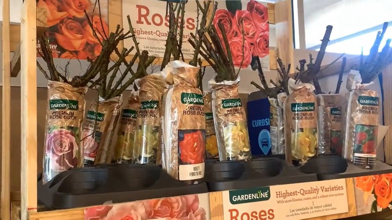 Gardenline Premium Rose Bushes at Aldi