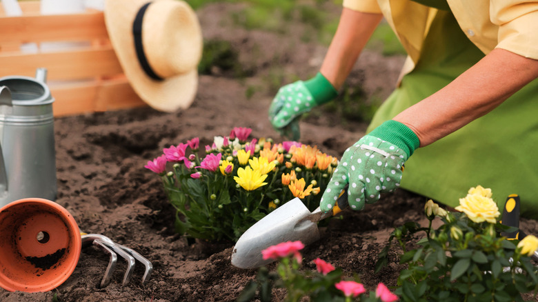 Person planting bright colored flowers in garden