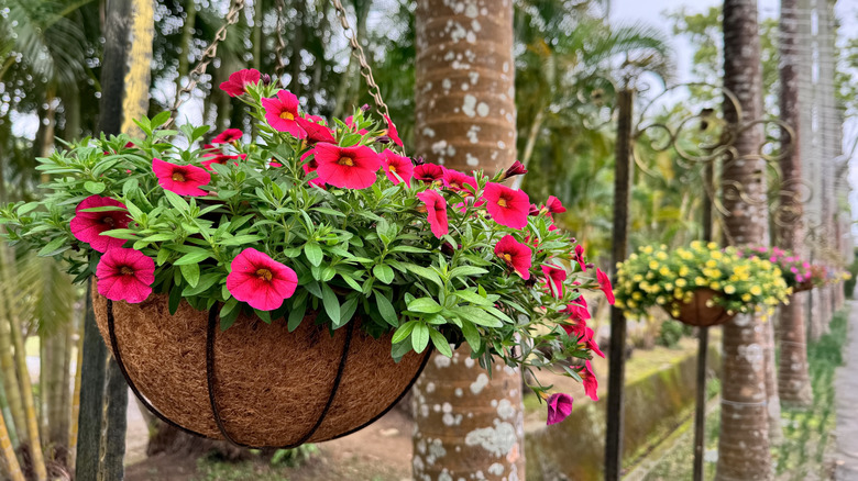 Calibrachoa flowers in a hanging basket