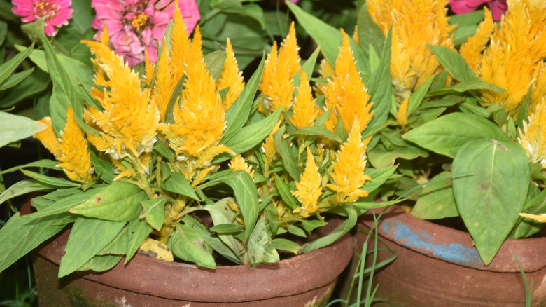 Potted yellow celosia flowers