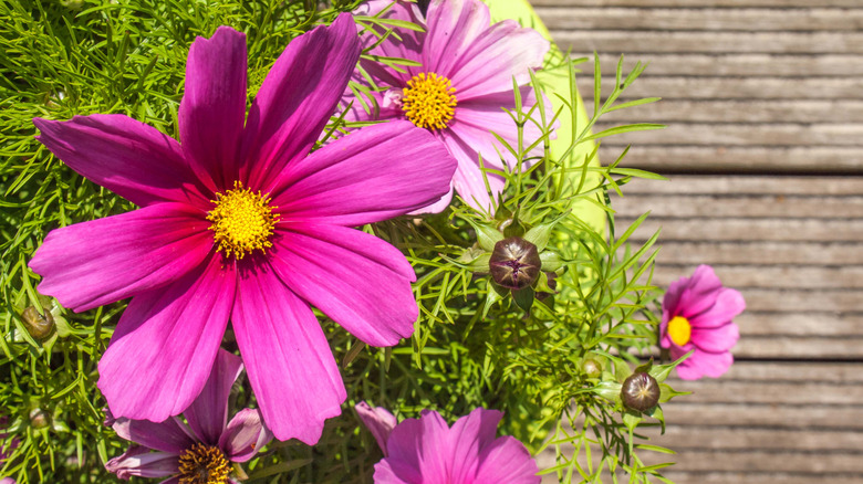 Pink cosmos flowers in a yellow pot