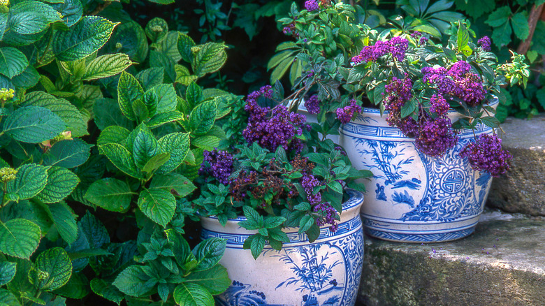 Potted heliotrope flowers