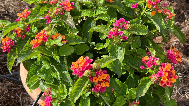 Pink and orange lantanas in a flower pot
