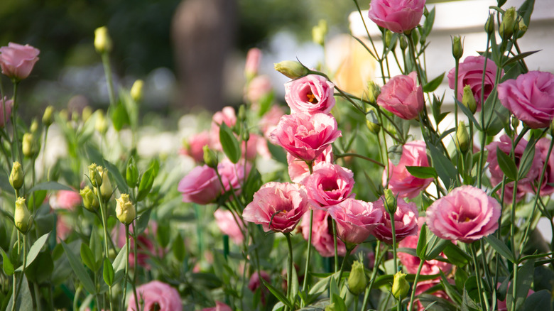 Pink lisianthus flowers