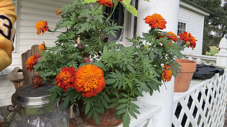 A potted marigold plant on a porch railing