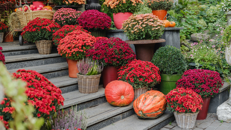 Many potted mum plants on a staircase