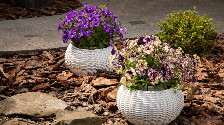 Potted peturnias beside a walkway