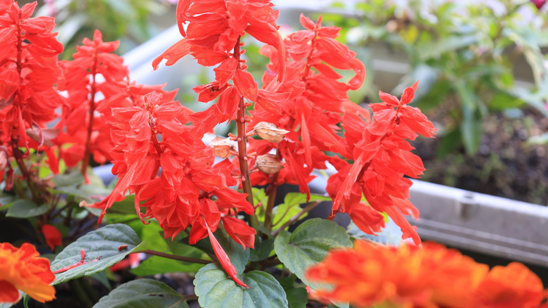 Red salvia flowers in a flower pot