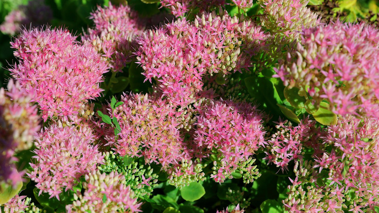 Pink tall sedum flowers