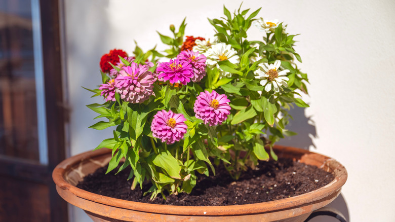 Potted zinnia flowers
