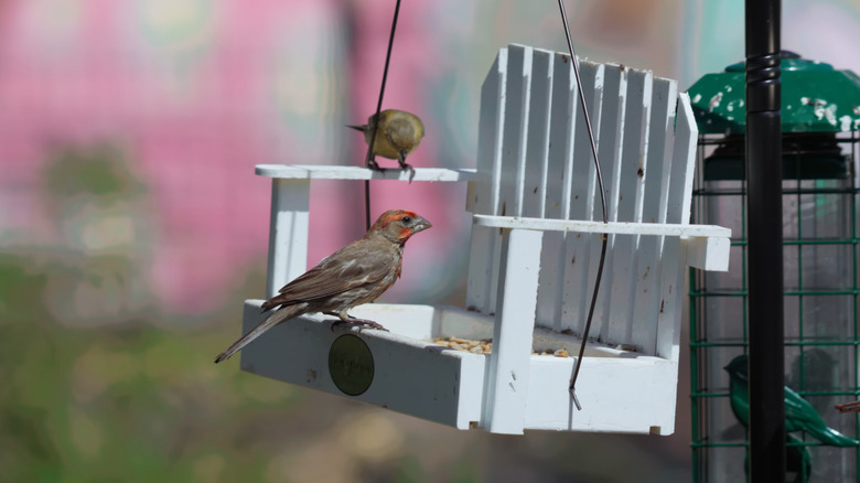 A bird feeder made to look like a tiny bench with two birds around it