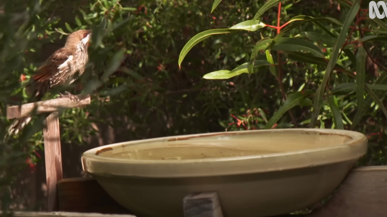 A scrap wood perch next to a birdbath