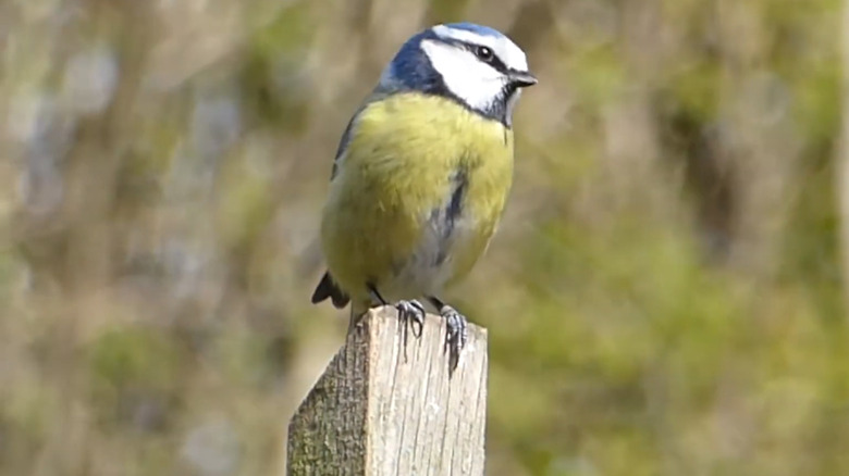 A bird perch made of scrap wood