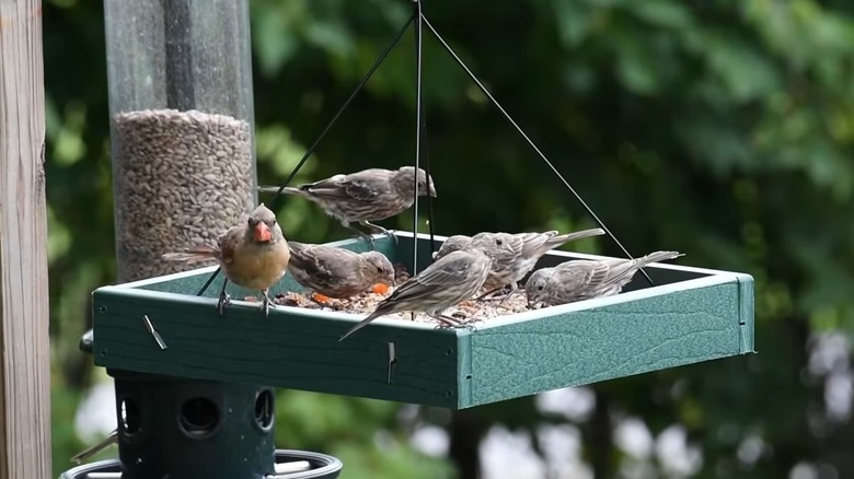 Multiple birds feeding from a green platform bird feeder made from scrap wood.