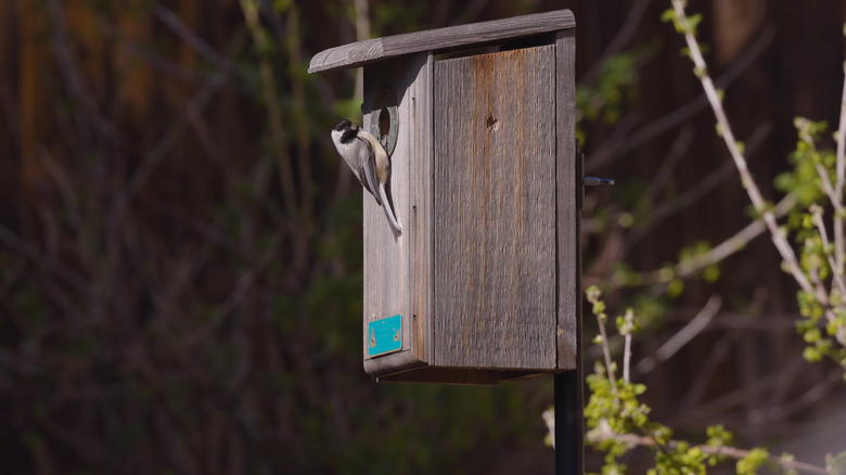 A basic bird nest box