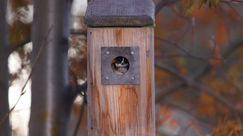 Scrap wood entrance plate