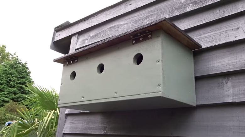 A sparrow colony nesting box