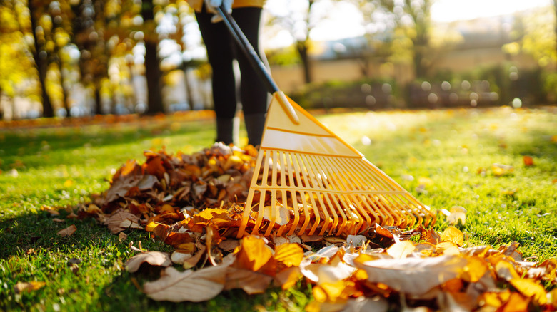 Person raking fallen leaves
