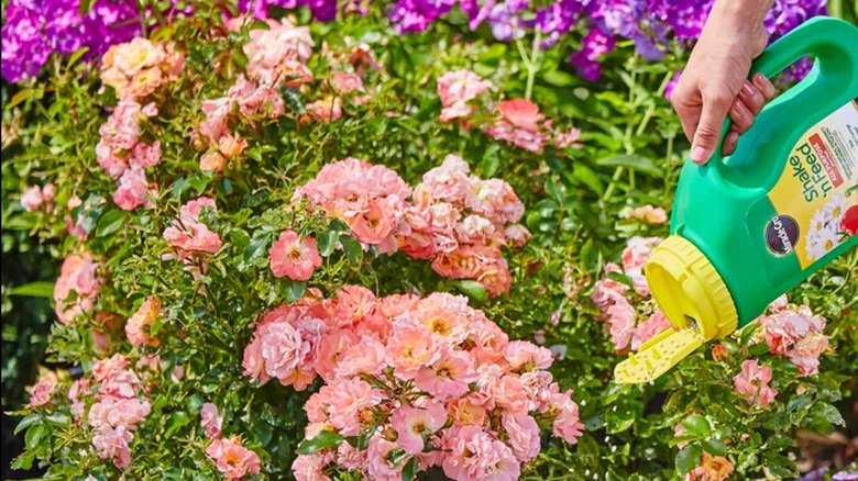 A person shakes a can of Miracle-Gro Shake 'n Feed over a flowerbed