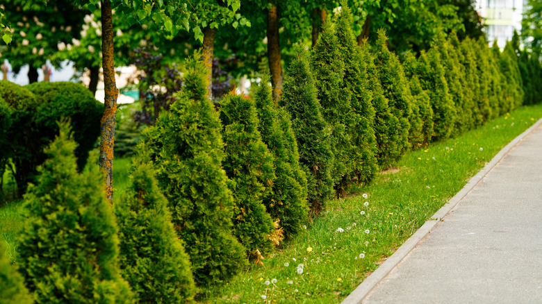 a line of small evergreen trees bordering a driveway