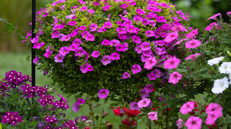 hanging flower baskets in garden