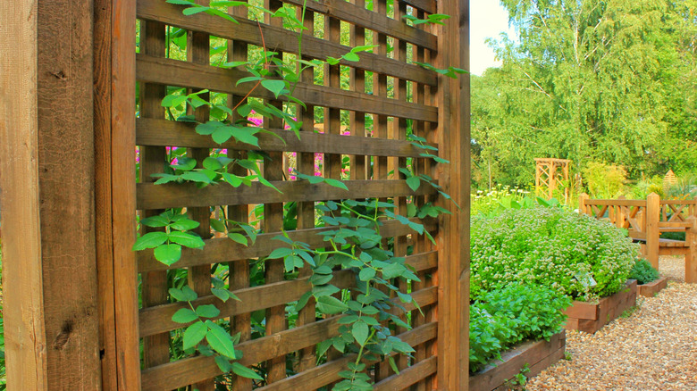 lattice trellis screen in a garden