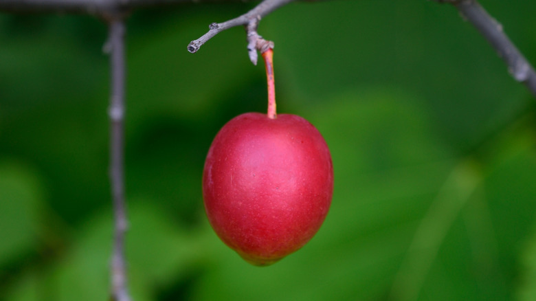 an American plum grows on a branch