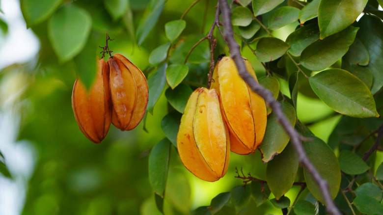 carambolas growing on a branch