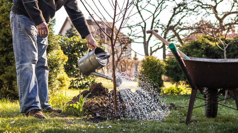 a gardener waters a young fruit tree