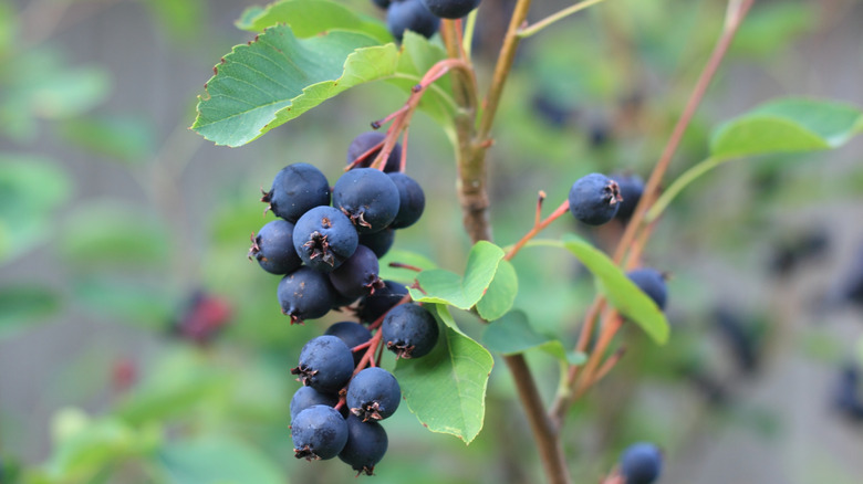 juneberries growing on a branch