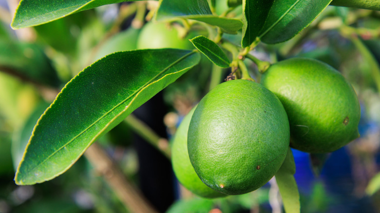 key limes growing on a branch