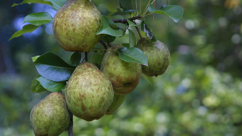 Kieffer pears growing on a branch