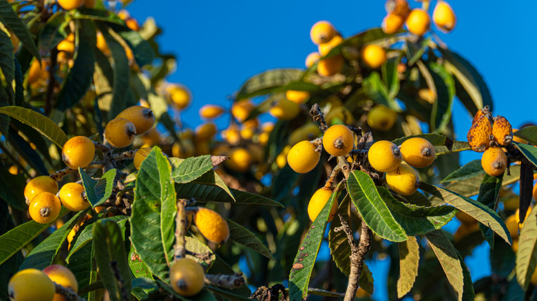 loquats growing on a tree