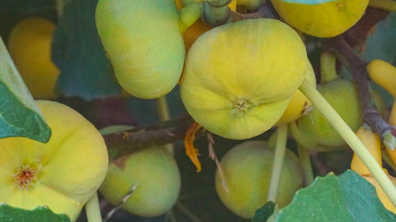 Marseille figs growing on a branch