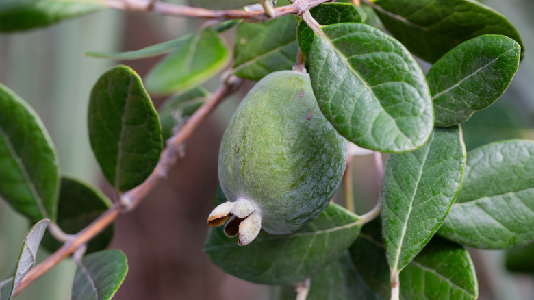 a guava fruit growing on a branch