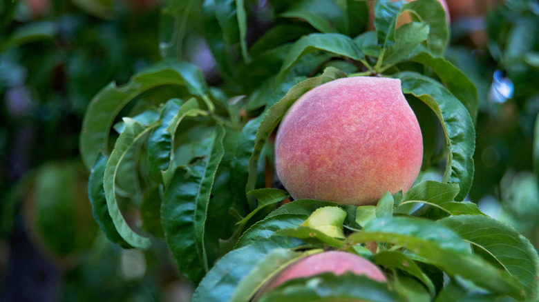 'Red Haven' peaches growing on a branch