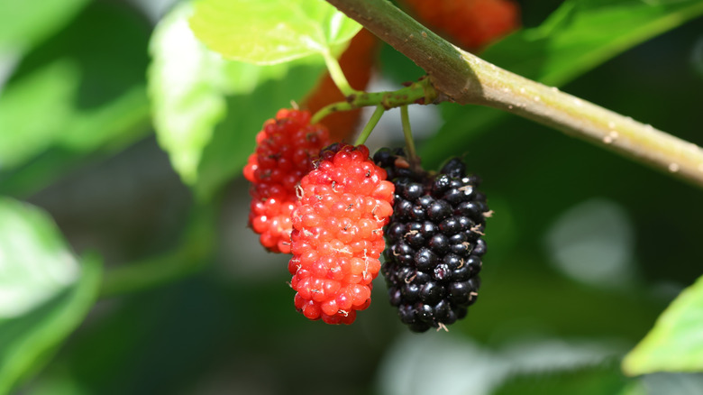 ripe and unripe red mulberries growing on a branch