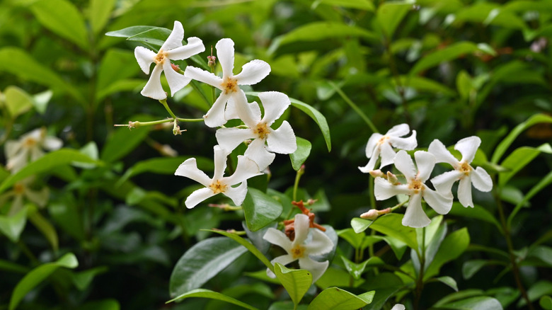 White Asiatic jasmine flowers above green leaves