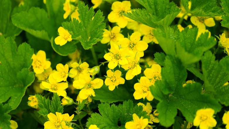 Yellow flowers on a barren strawberry plant