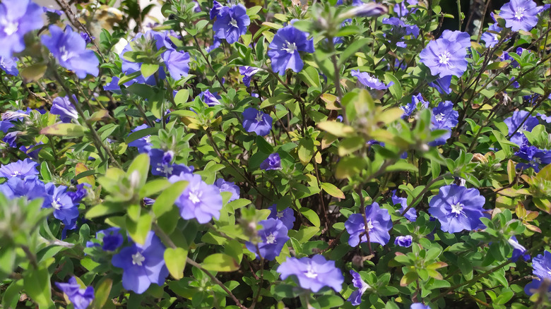 Blue daze (Evolvulus glomeratus) and its purple-blue flowers in bloom
