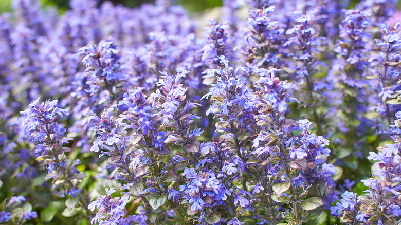 Purple-blue blooms on a field of ajuga plants