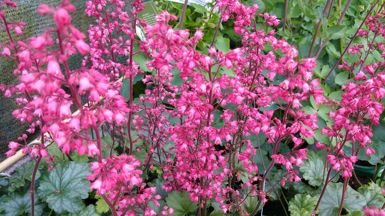 Heuchera pink flowers growing above green leaves