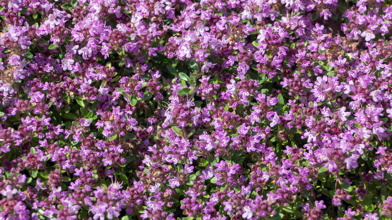 Purple-pink creeping thyme blooming